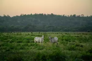 Hovězí Líčka Na Víně